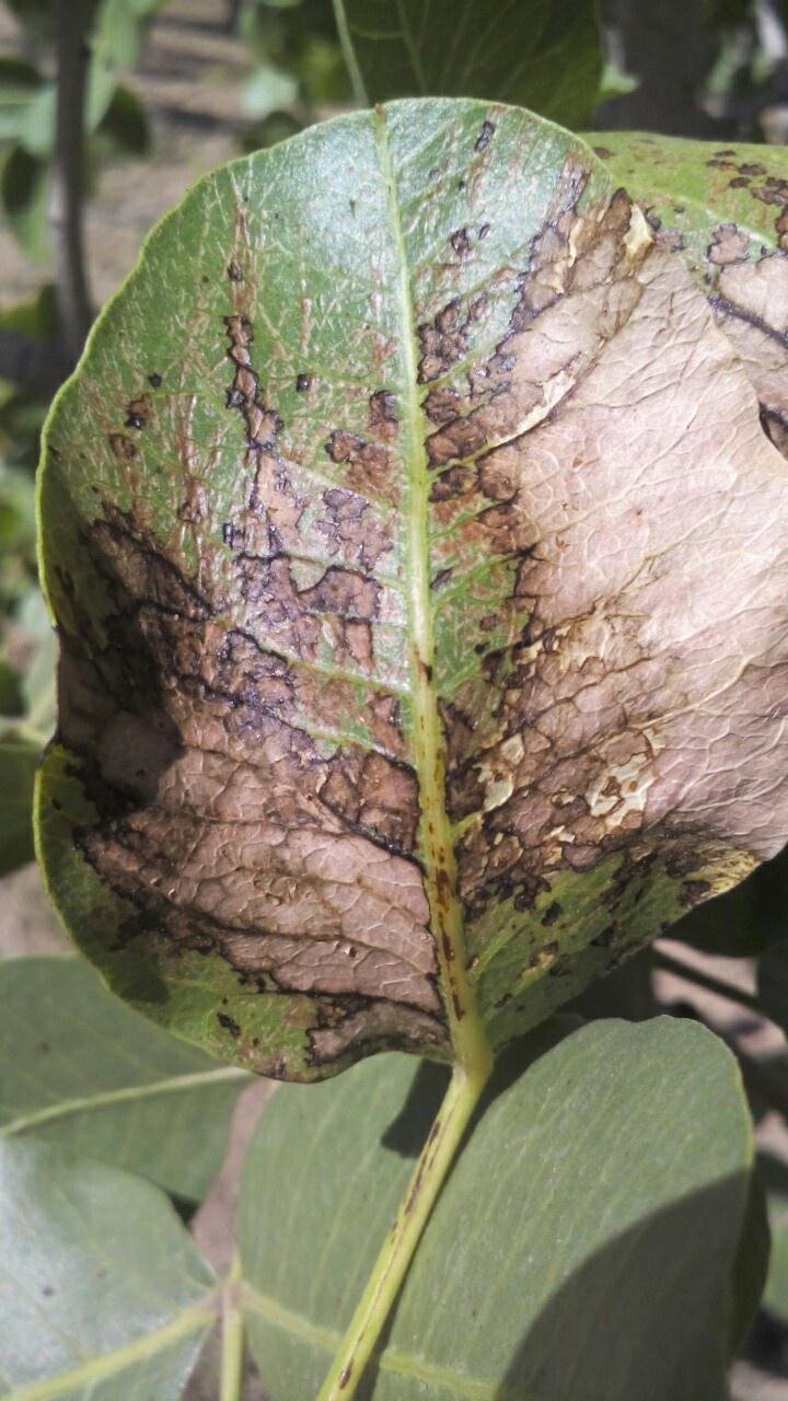 Alternaria late blight of pistachios - Plant World