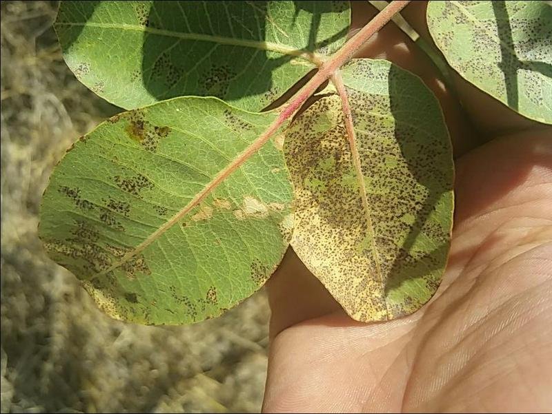 Picture of a plant suffering from pistachio leaf spot