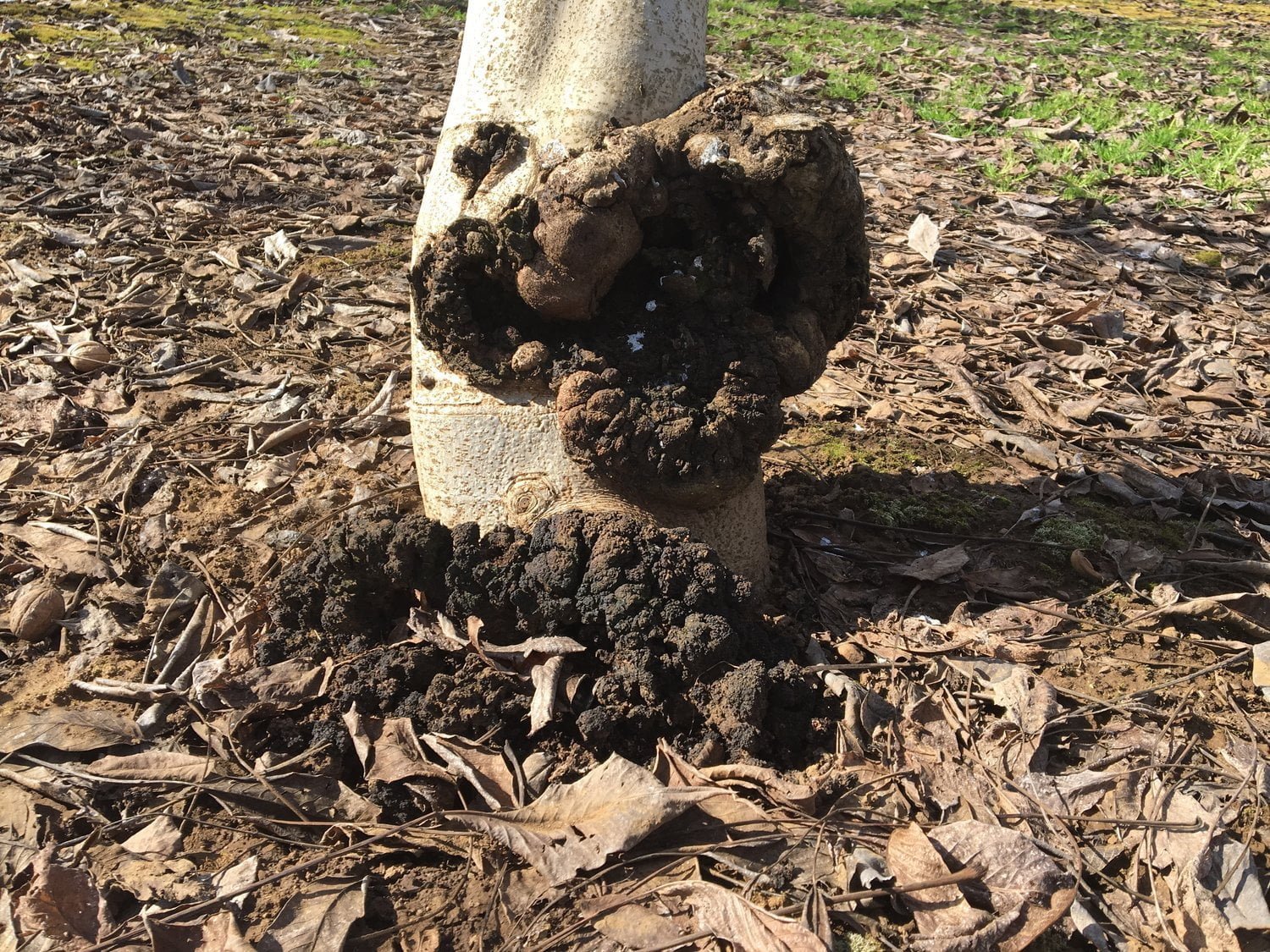 A picture of a plant suffering from pistachio tree tuberculosis