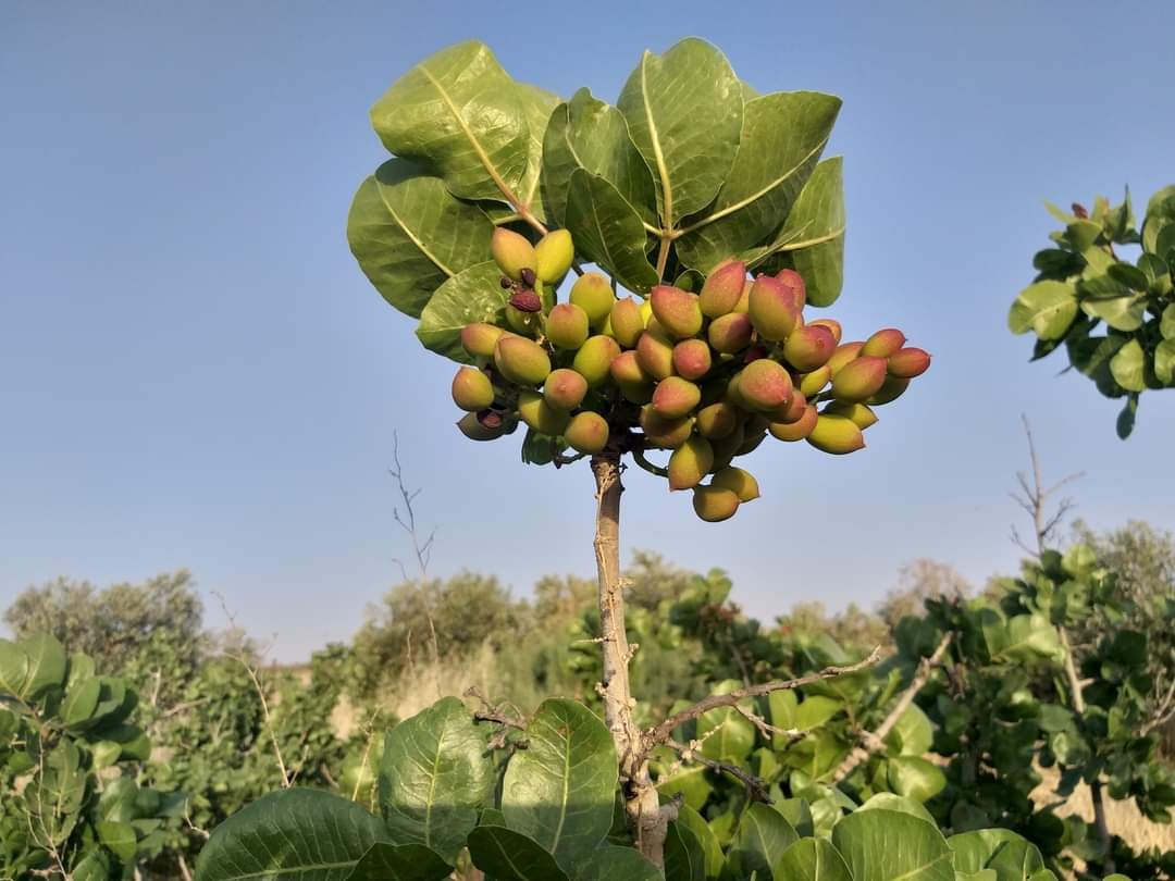 A picture of a pistachio plant - Plant World
