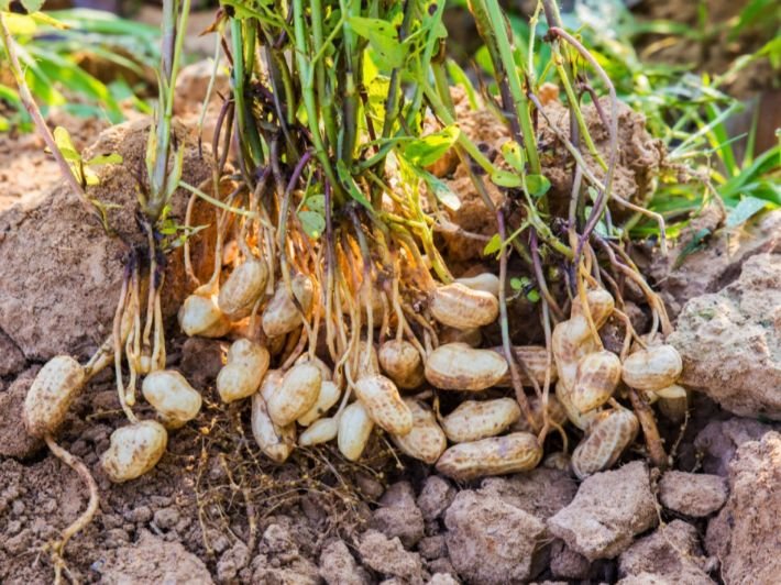 Picture of a peanut plant