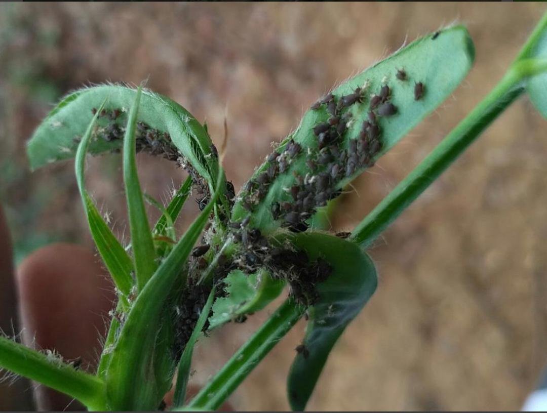 Picture of a plant suffering from aphids on peanut leaves
