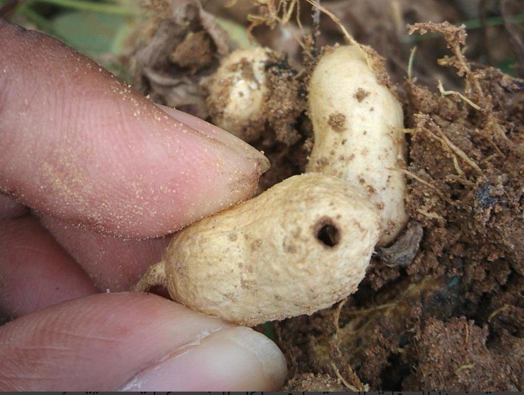 Picture of a plant suffering from peanut borer