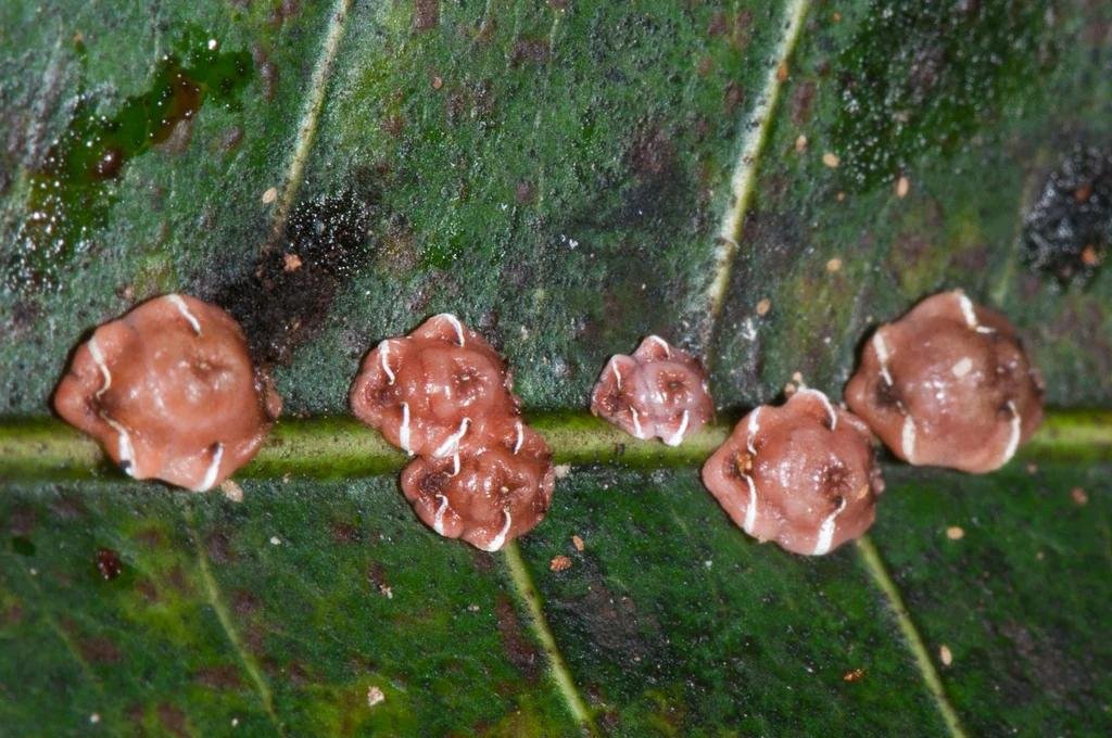 صورة لحشرة القرفة القشرية