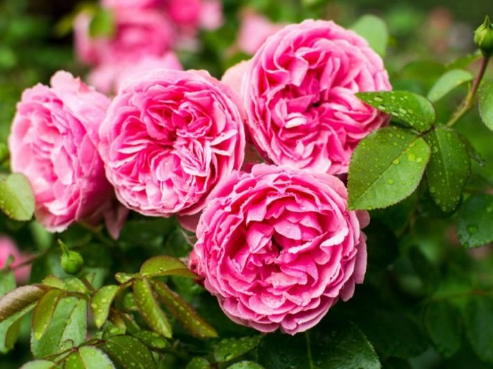 Gorgeous roses