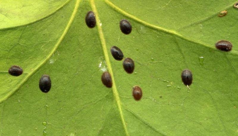 صورةللحشرة القشرية البنية الرخوية في الجريب فروت