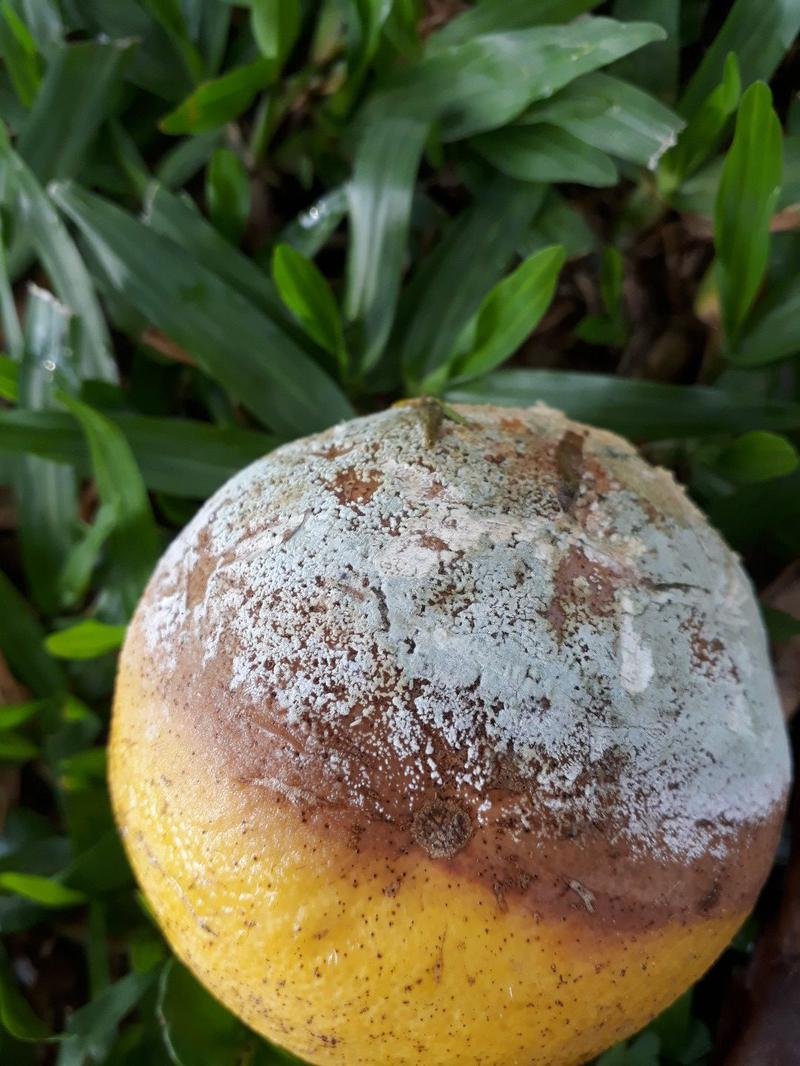 صورة لمرض العفن الأخضر والعفن الأزرق في الجريب فروت