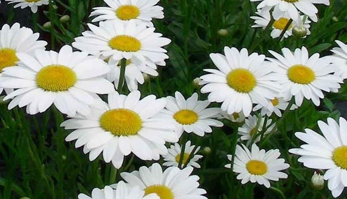 Picture of a daisy flower