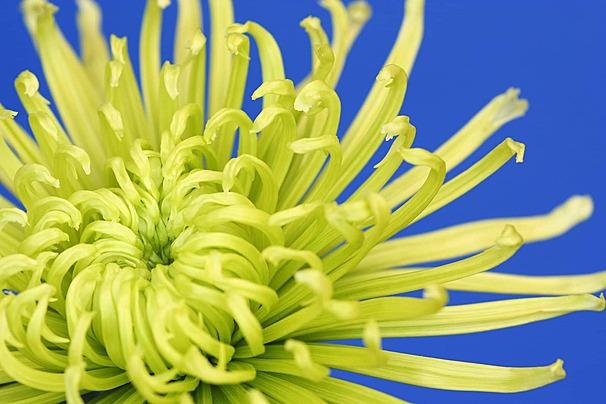زهرة الأقحوان - عالم النباتات - اكتشف الذكاء الاصطناعي والزراعة