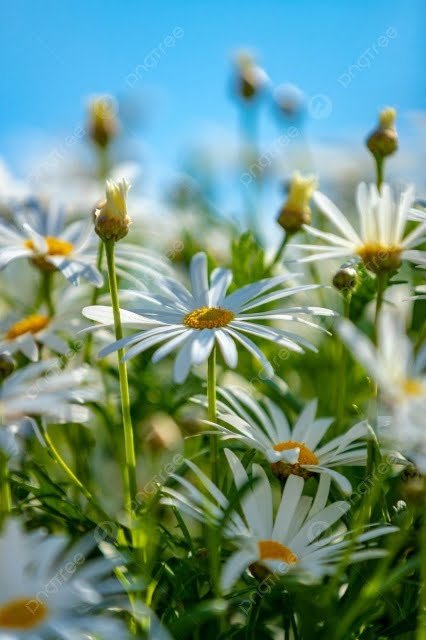 Daisy - The world of plants - Discover artificial intelligence and agriculture