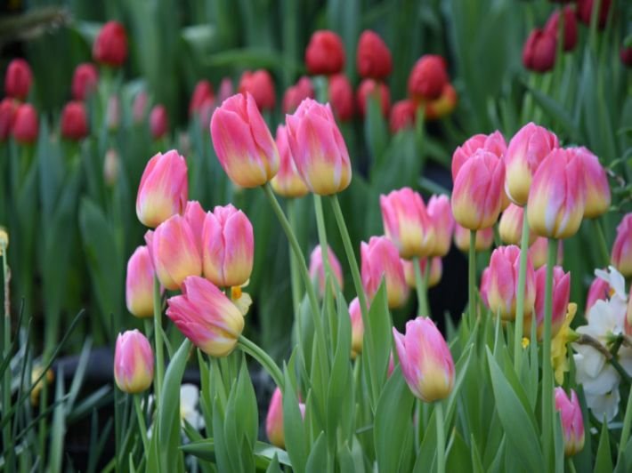 صورة زهرة التوليب