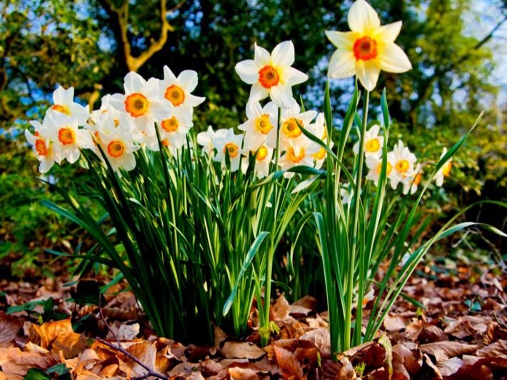Picture of a daffodil flower