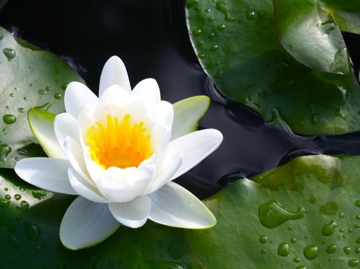 Picture of lotus flower