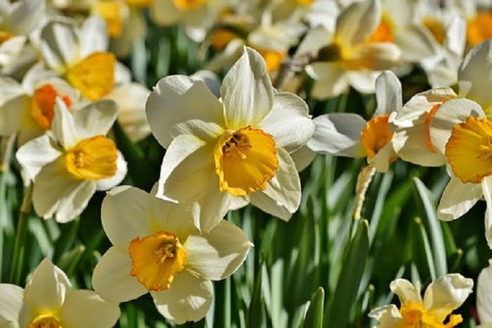 Daffodils - The world of plants - Discover artificial intelligence and agriculture