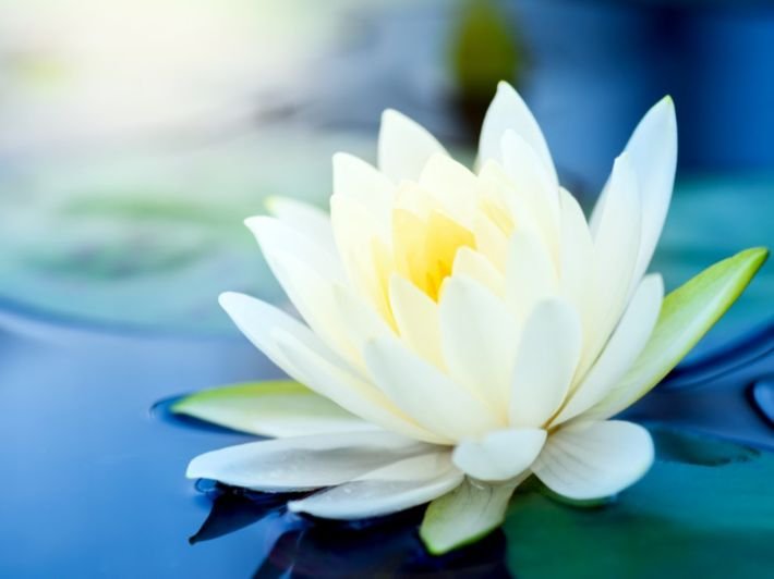 Lotus Flower - The World of Plants - Discover Artificial Intelligence and Agriculture