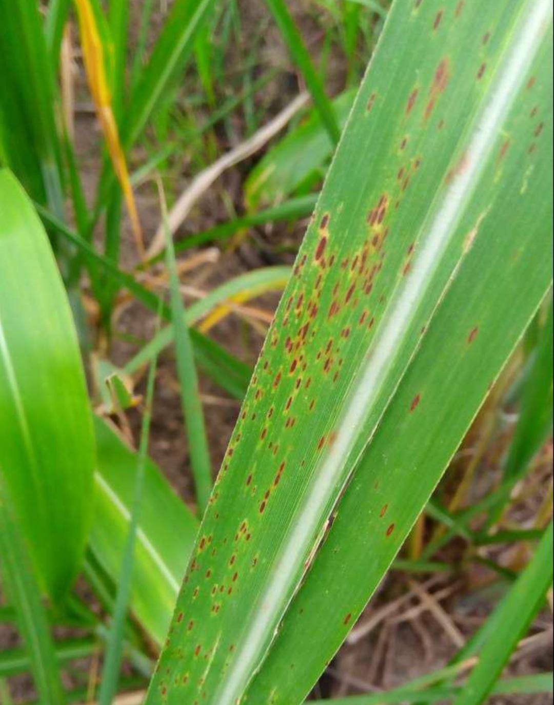 صورة لمرض التبقع العيني على قصب السكر