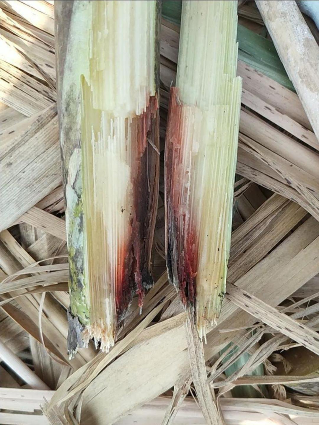 صورة لمرض العفن الأحمر في قصب السكر