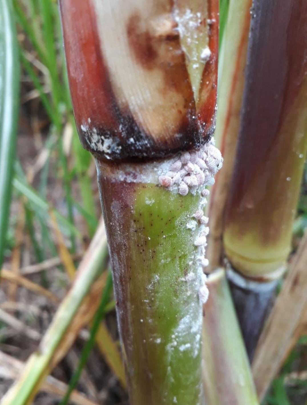 صورة لمرض بق القصب الدقيقي