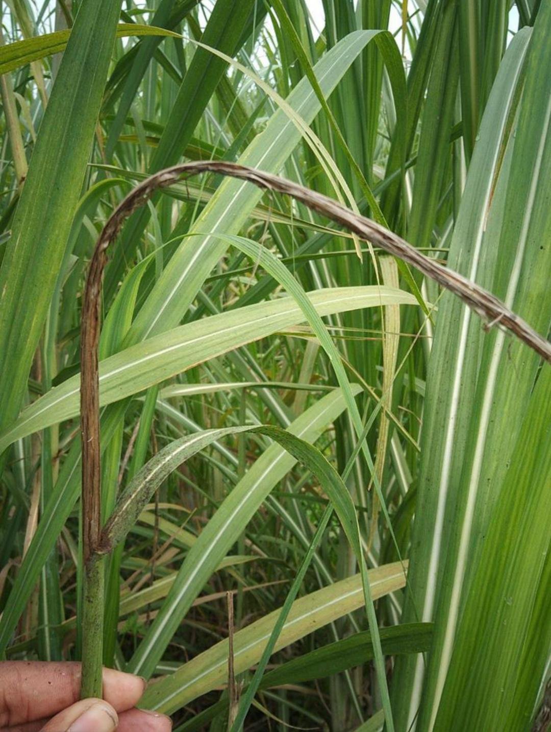 صورة لمرض تفحم قصب السكر