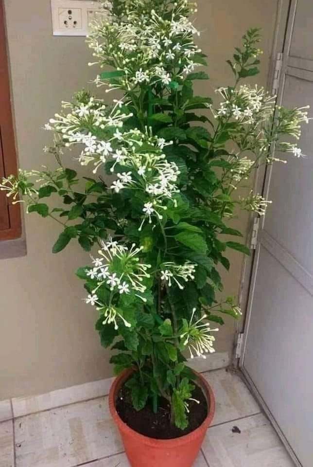 A picture of the night musk flower (night perfume)