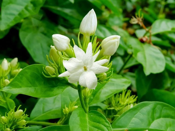 Picture of jasmine flower