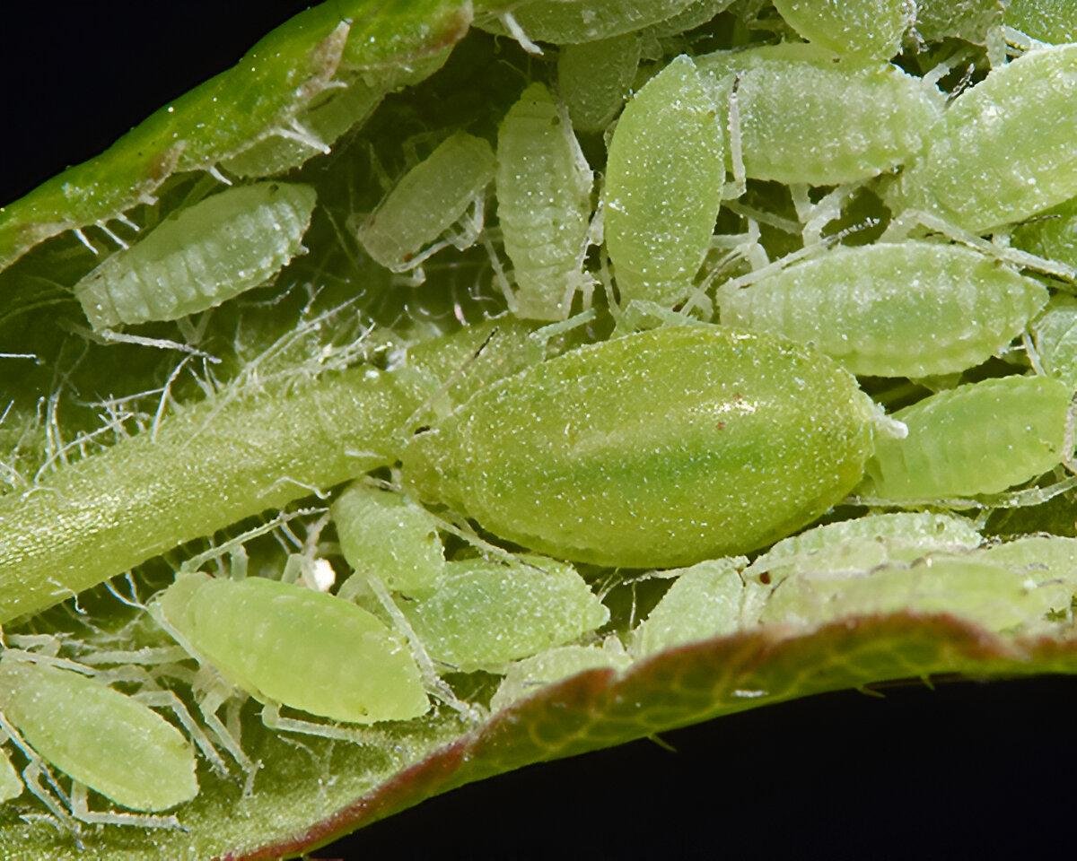 From the mealybug - the world of plants