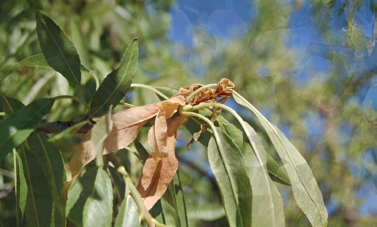 Peach branch piercer - the world of plants