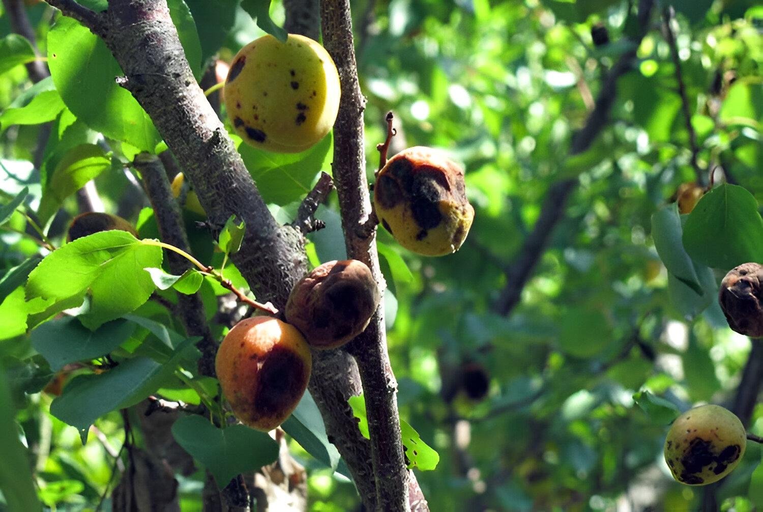 Apricot fruit beetle - the world of plants