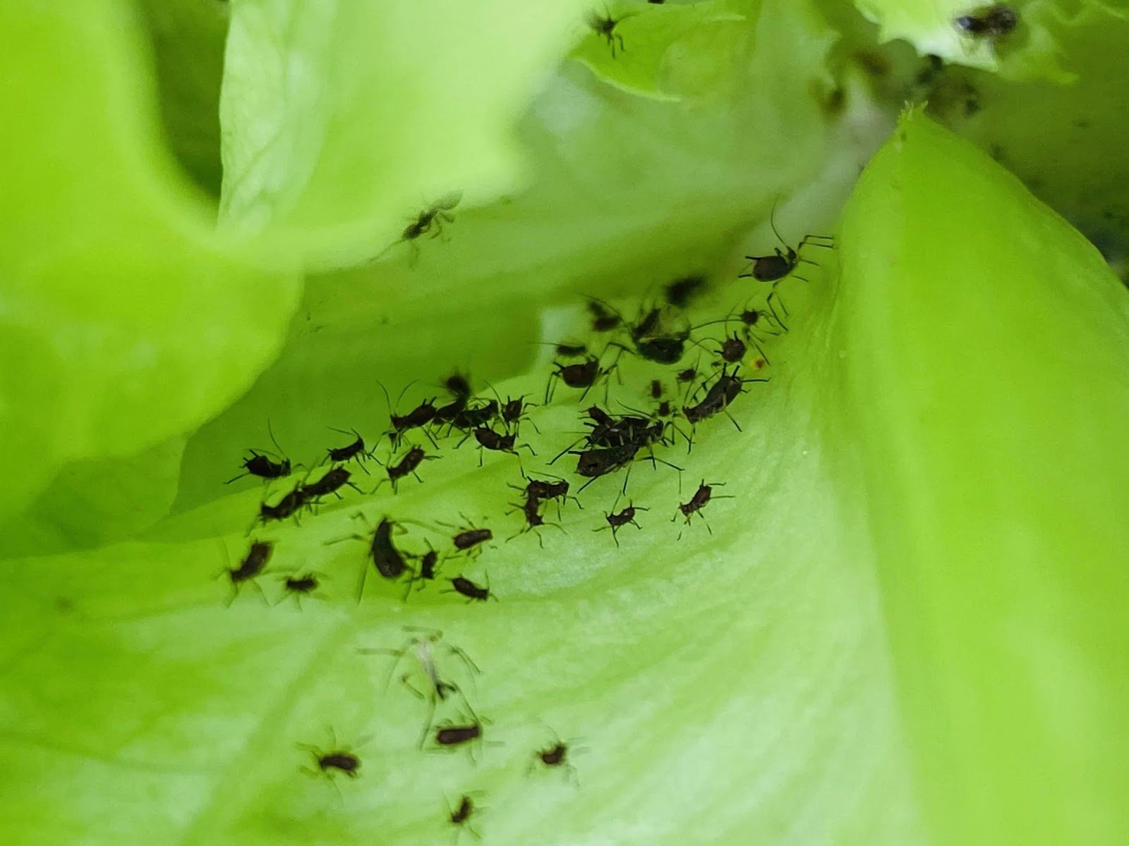 Aphids on lettuce: symptoms, causes, control - Plant World - Discover Artificial Intelligence and Agriculture