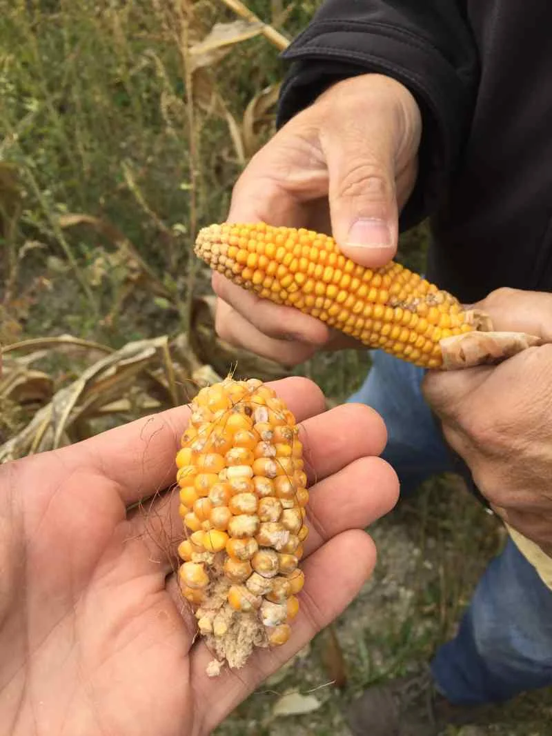 AI Agricultural Consulting - The World of Plants - Discover AI and Agriculture