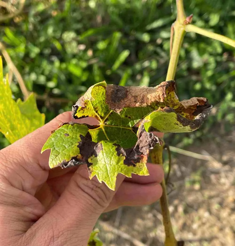 AI Agricultural Consulting - The World of Plants - Discover AI and Agriculture