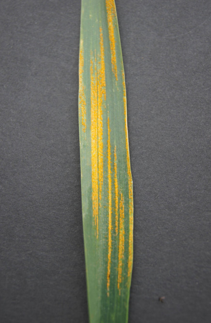 الأمراض الفطرية Fungal Diseases: محصول القمح - عالم النباتات - اكتشف الذكاء الاصطناعي والزراعة أهم آفات محصول القمح في الأردن - عالم النباتات - اكتشف الذكاء الاصطناعي والزراعة