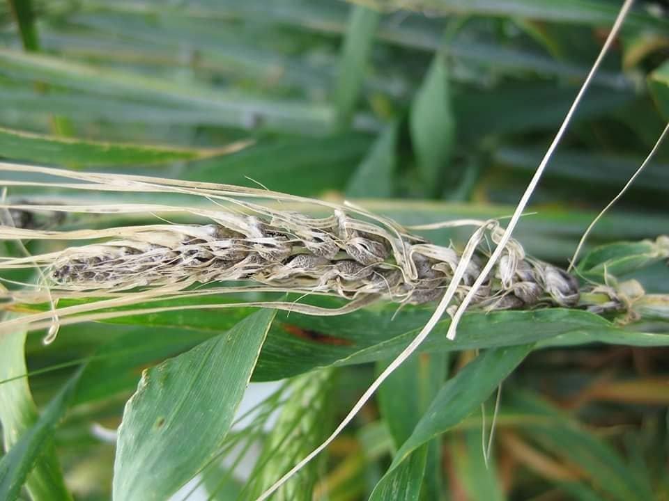 الأمراض الفطرية Fungal Diseases: محصول القمح - عالم النباتات - اكتشف الذكاء الاصطناعي والزراعة الأمراض الفطرية Fungal Diseases: محصول القمح - عالم النباتات - اكتشف الذكاء الاصطناعي والزراعة