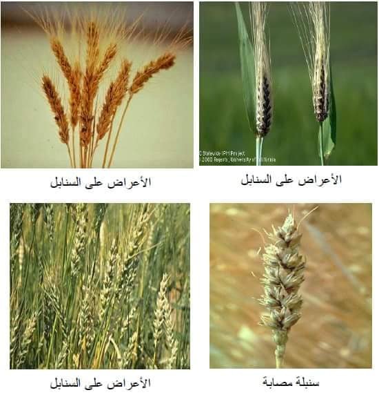 الأمراض الفطرية Fungal Diseases: محصول القمح - عالم النباتات - اكتشف الذكاء الاصطناعي والزراعة الأمراض الفطرية Fungal Diseases: محصول القمح - عالم النباتات - اكتشف الذكاء الاصطناعي والزراعة