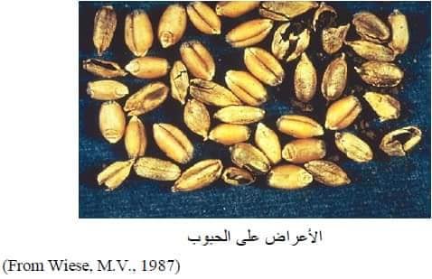 الأمراض الفطرية Fungal Diseases: محصول القمح - عالم النباتات - اكتشف الذكاء الاصطناعي والزراعة الأمراض الفطرية Fungal Diseases: محصول القمح - عالم النباتات - اكتشف الذكاء الاصطناعي والزراعة