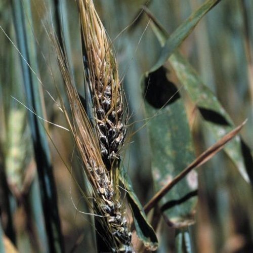 الأمراض الفطرية Fungal Diseases: محصول القمح - عالم النباتات - اكتشف الذكاء الاصطناعي والزراعة الأمراض الفطرية Fungal Diseases: محصول القمح - عالم النباتات - اكتشف الذكاء الاصطناعي والزراعة