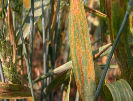 الأمراض الفطرية Fungal Diseases: محصول القمح - عالم النباتات - اكتشف الذكاء الاصطناعي والزراعة أهم آفات محصول القمح في الأردن - عالم النباتات - اكتشف الذكاء الاصطناعي والزراعة