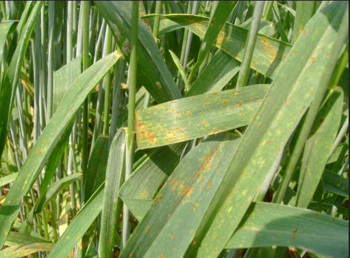 الأمراض الفطرية Fungal Diseases: محصول القمح - عالم النباتات - اكتشف الذكاء الاصطناعي والزراعة أهم آفات محصول القمح في الأردن - عالم النباتات - اكتشف الذكاء الاصطناعي والزراعة