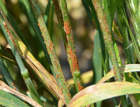 الأمراض الفطرية Fungal Diseases: محصول القمح - عالم النباتات - اكتشف الذكاء الاصطناعي والزراعة أهم آفات محصول القمح في الأردن - عالم النباتات - اكتشف الذكاء الاصطناعي والزراعة