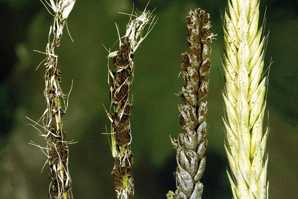 الأمراض الفطرية Fungal Diseases: محصول القمح - عالم النباتات - اكتشف الذكاء الاصطناعي والزراعة الأمراض الفطرية Fungal Diseases: محصول القمح - عالم النباتات - اكتشف الذكاء الاصطناعي والزراعة