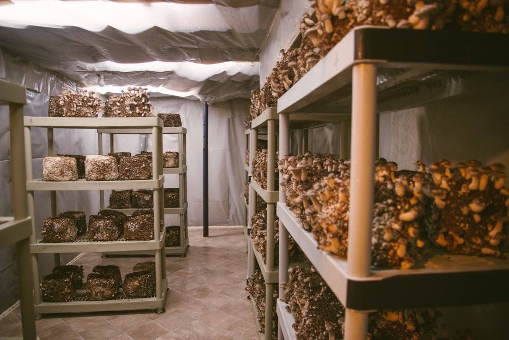 Fruiting Mushrooms: A Fruiting Room Example From Commercial ...