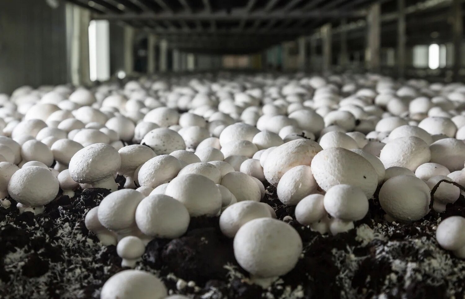 Mushroom of the Week: The White Button Mushroom - The Manchester ...