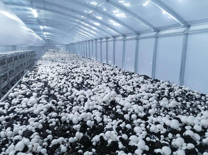 Mushroom Cultivation Technology