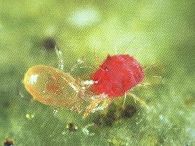 https://worldofplants.ai/wp-content/uploads/2026/02/HGIC_insects_phytoseiid_predator_mite_400.jpg