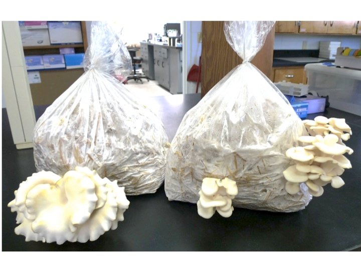 Healthy and Delicious, Oyster Mushrooms Can be Grown at Home ...