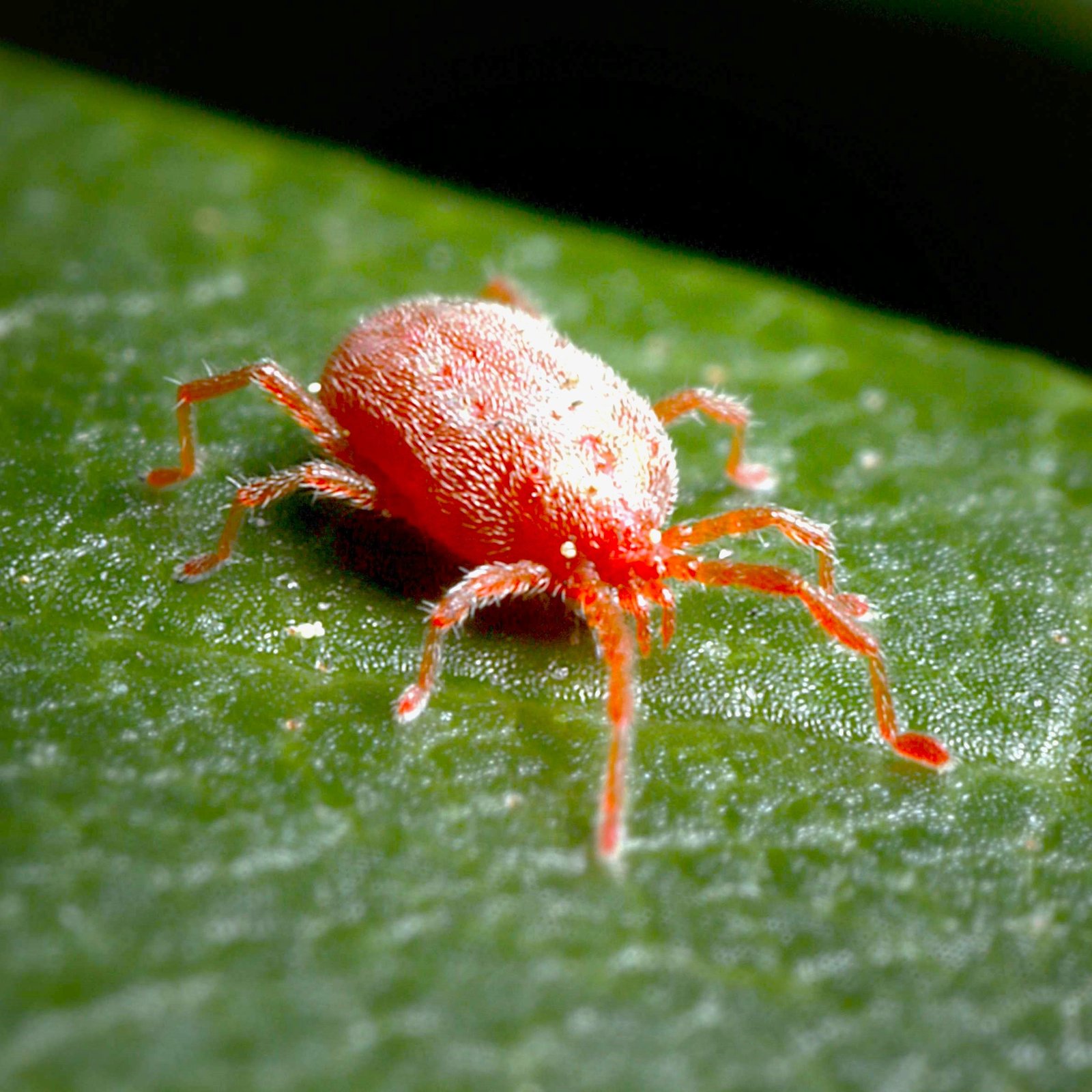 https://worldofplants.ai/wp-content/uploads/2026/02/Red_Spider_Mite_1_CANVA25.jpg
