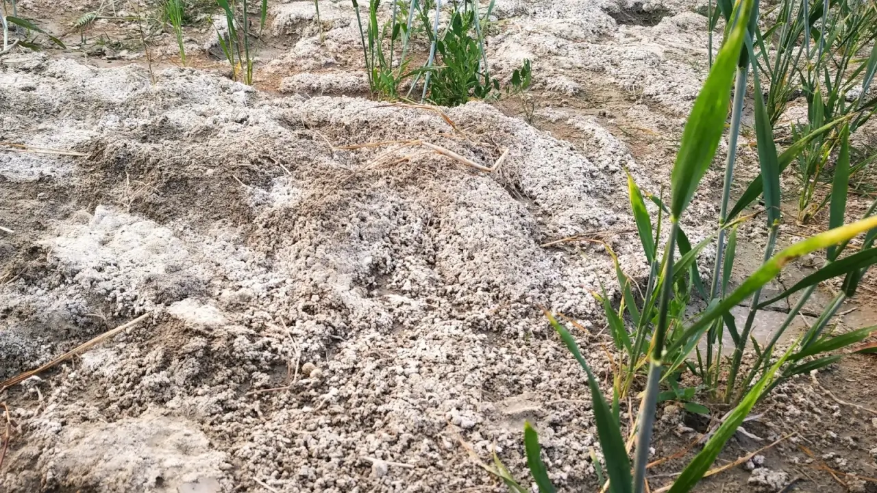 Saline Agriculture: A Promising Approach to Global Farming Challenges