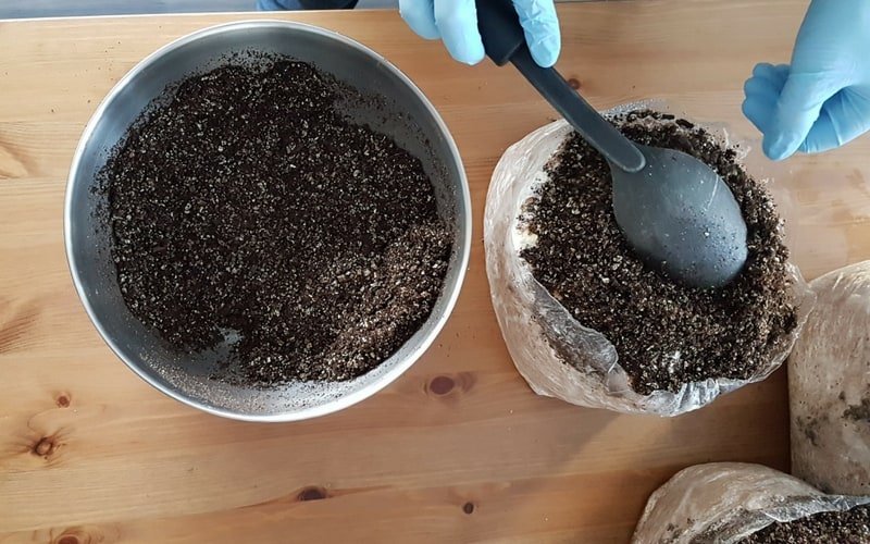 Growing Mushrooms Using a Casing Layer