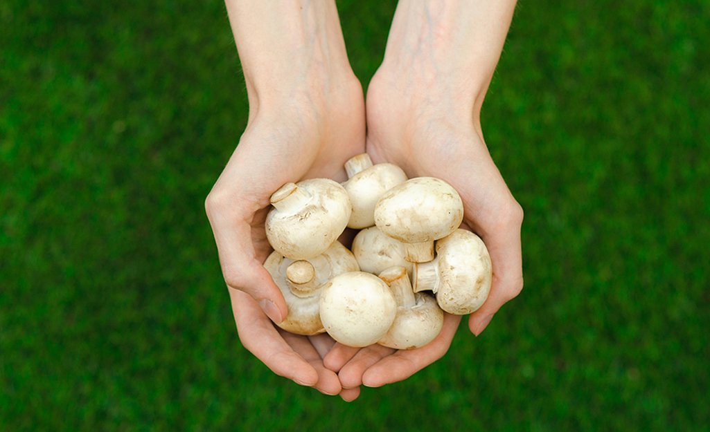 How to Grow Mushrooms - The Home Depot