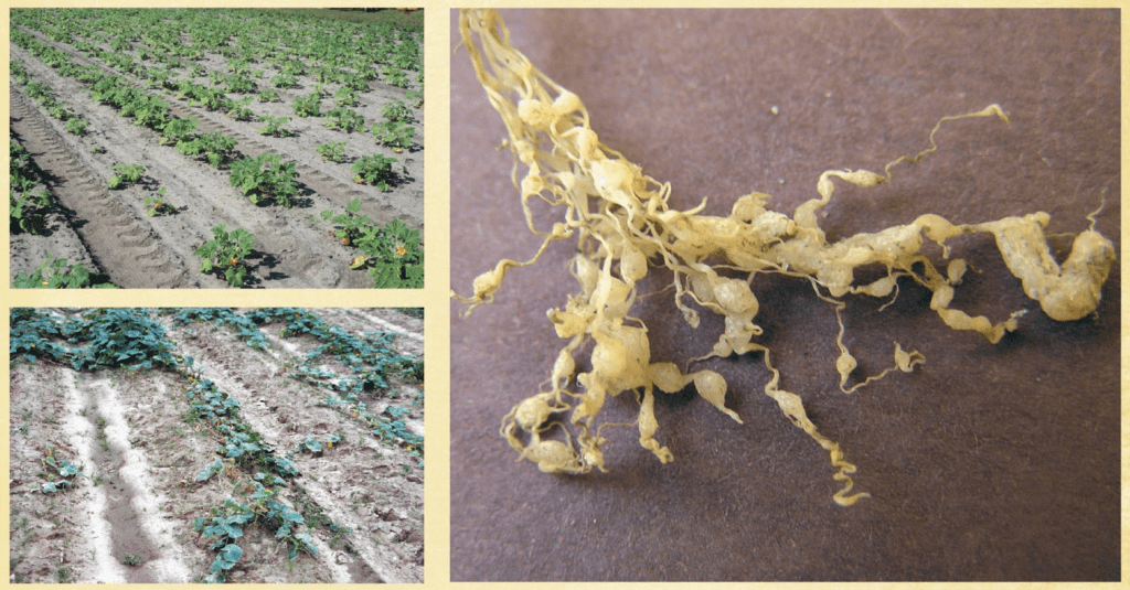 إدارة النيماتودا - عالم النباتات - اكتشف الذكاء الاصطناعي والزراعة إدارة النيماتودا في الطماطم والفلفل والباذنجان - عالم النباتات - اكتشف الذكاء الاصطناعي والزراعة